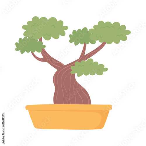 japanese bonsai tree