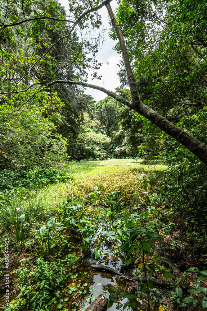 Fototapeta premium green forest train and lakes