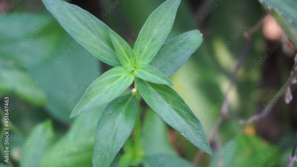 Close up green borreria (Spermacoce) laevis in the nature with natural background. This plant is weeds. Flowers are white to very pale purple, formed in axillary clumps. Close up green borreria (Spermacoce) laevis in the nature with natural background. This plant is weeds. Flowers are white to very pale purple, formed in axillary clumps.