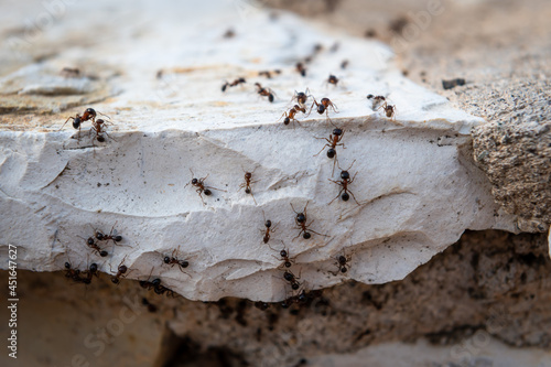A colony of ants marching in a line. © Ming