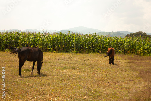 corn field sunbathing outdoors mountains on the horizon rural scene in Mexico pair of horses grazing © Amalia