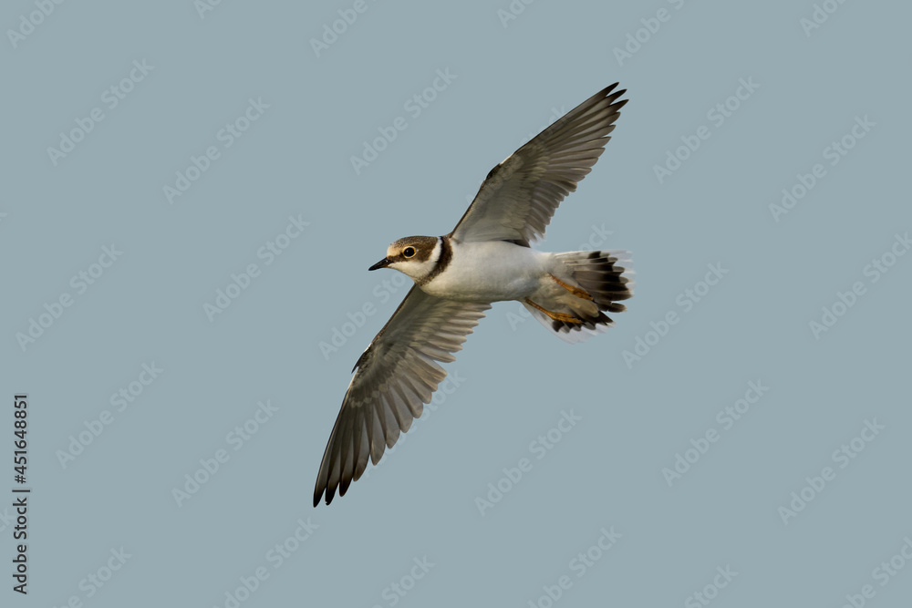 Little ringed plover (Charadrius dubius)