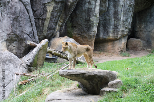 Lioness posing on a rock