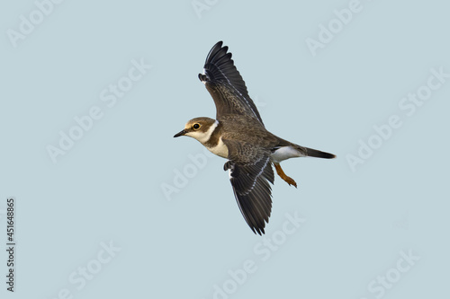 Little ringed plover (Charadrius dubius)