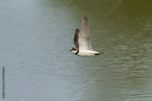 Foto Little ringed plover (Charadrius dubius)