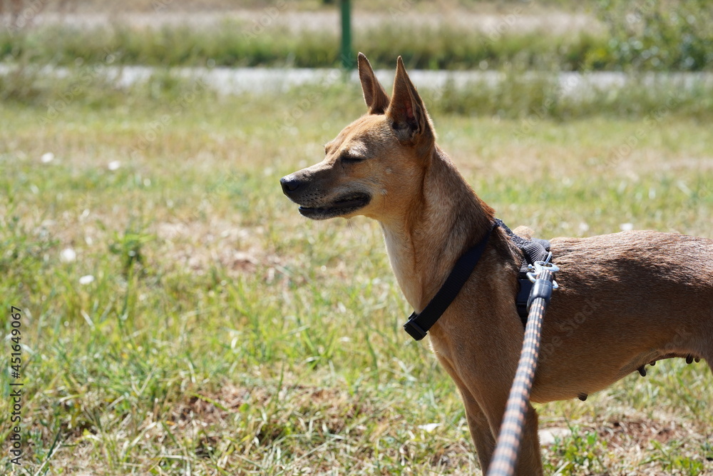 A purebred brown dog with pointed ears on a leash during a walk in a shelter for abandoned pets in Bulgaria A purebred brown dog with pointed ears on a leash during a walk in a shelter for abandoned pets in Bulgaria