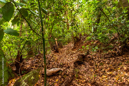 Hojas en el suelo de un bosque en Tacoronte, isla de Tenerife photo