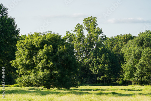 A floodplain meadow with trees in the evening sun.