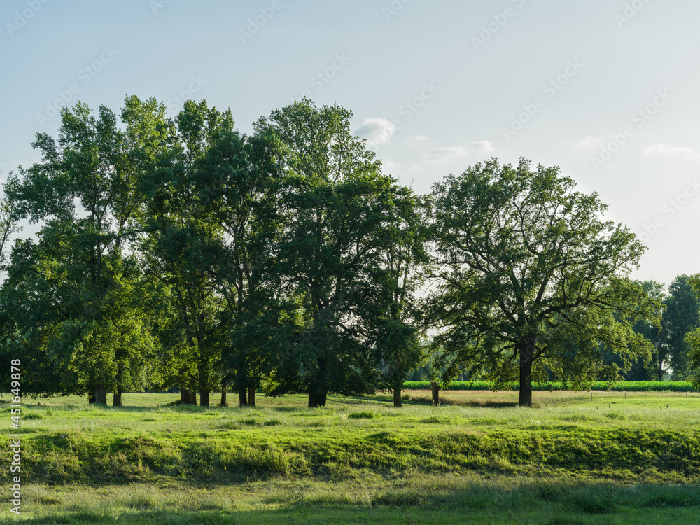A meadow with trees on a midsummer evening A meadow with trees on a midsummer evening