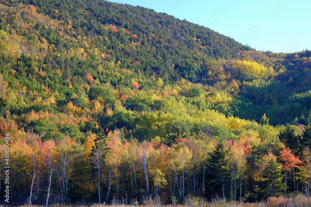 Fall colors on a Maine mountainside leading down to a small Beaver Pond and Birch trees