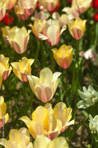 tulips garden