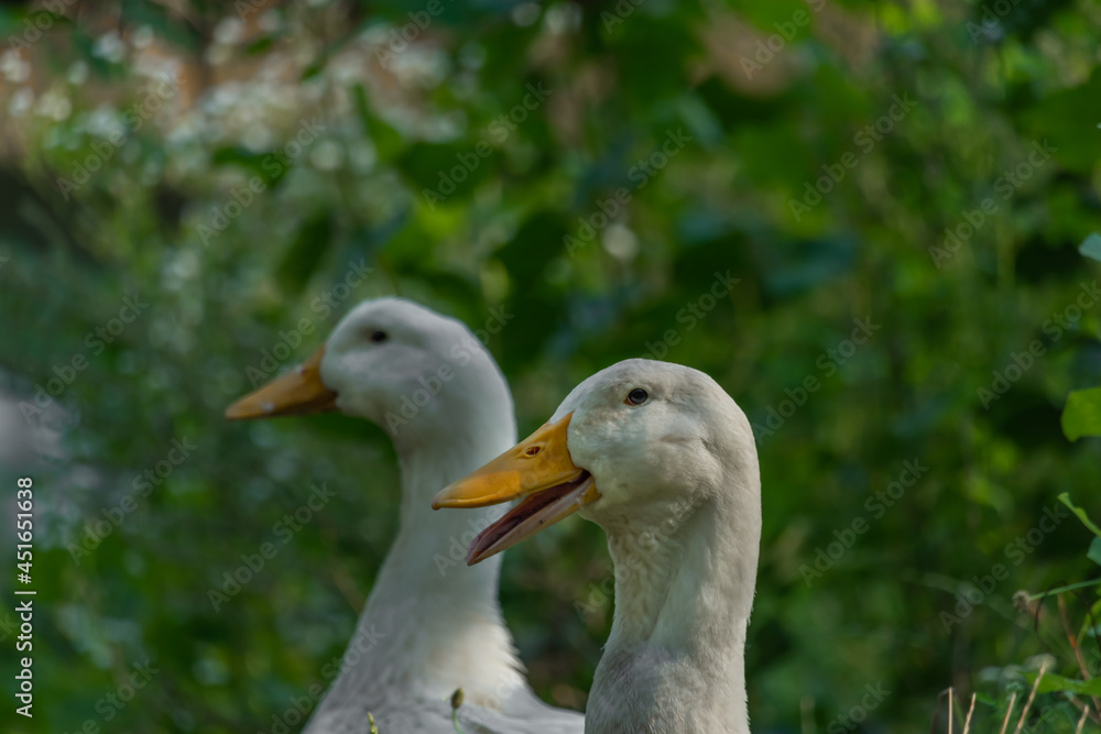 White pair of goose in green summer sunny grass White pair of goose in green summer sunny grass