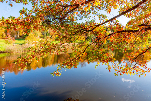 Autumn foliage in Pavlovsky park, Pavlovsk, Saint Petersburg, Russia