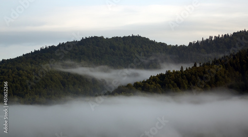 Las wierzchołki drzew we mgle