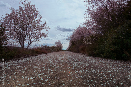 Camino con almendros en flor