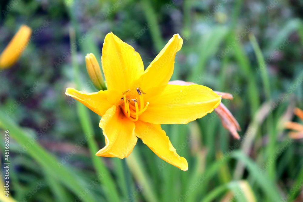 Yellow lilies grow in the garden and decorate it Yellow lilies grow in the garden and decorate it