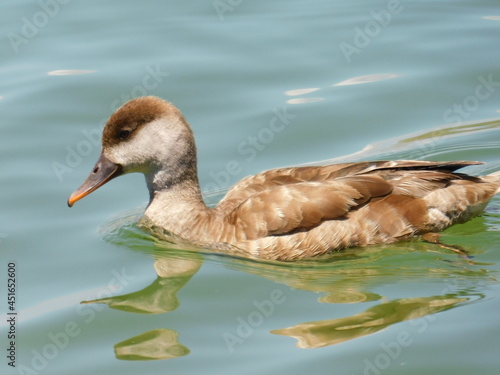 the beautiful duck in the water