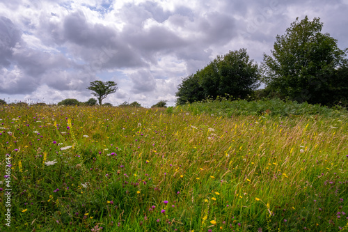 Wild flower meadow in summer in the South Downs, West Sussex, England
