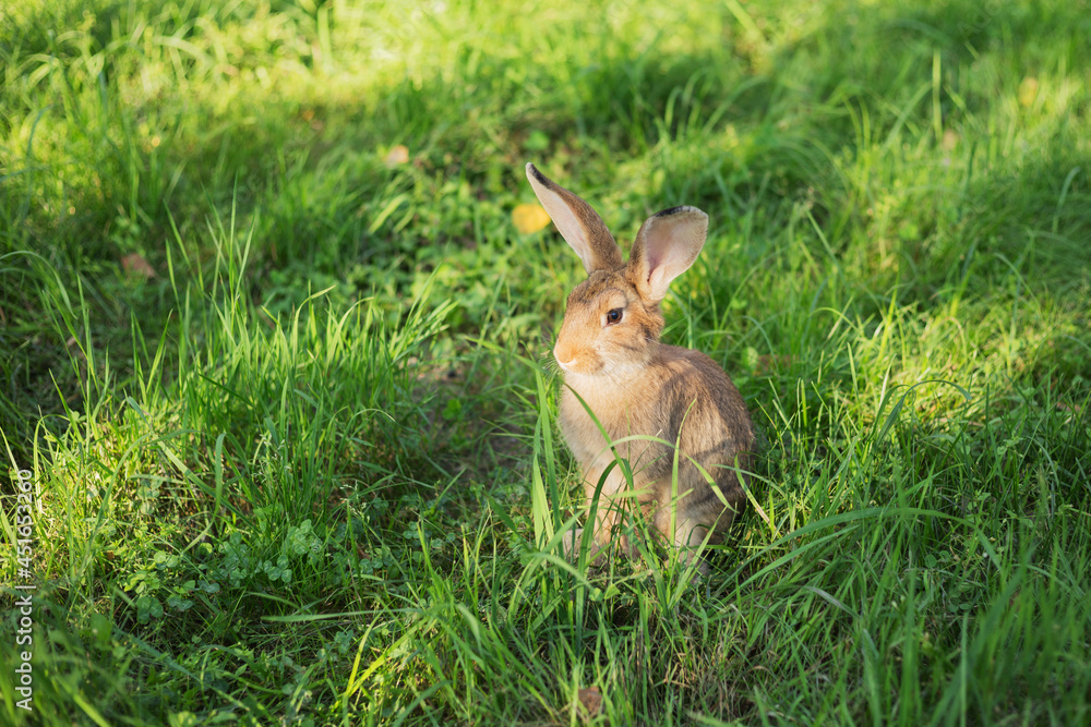 Cute young rabbit sitting quietly in the green grass in the park at a Summer's evening. Blurred background with copy space. Cute young rabbit sitting quietly in the green grass in the park at a Summer's evening. Blurred background with copy space.