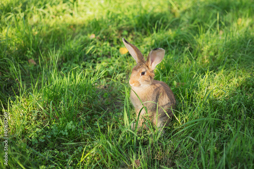 Cute young rabbit sitting quietly in the green grass in the park at a Summer's evening. Blurred background with copy space.