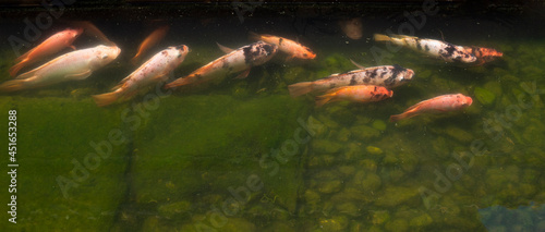 Fotografie A group of colorful fish in the murky water.