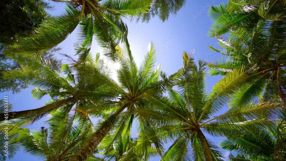 palm tree and blue sky