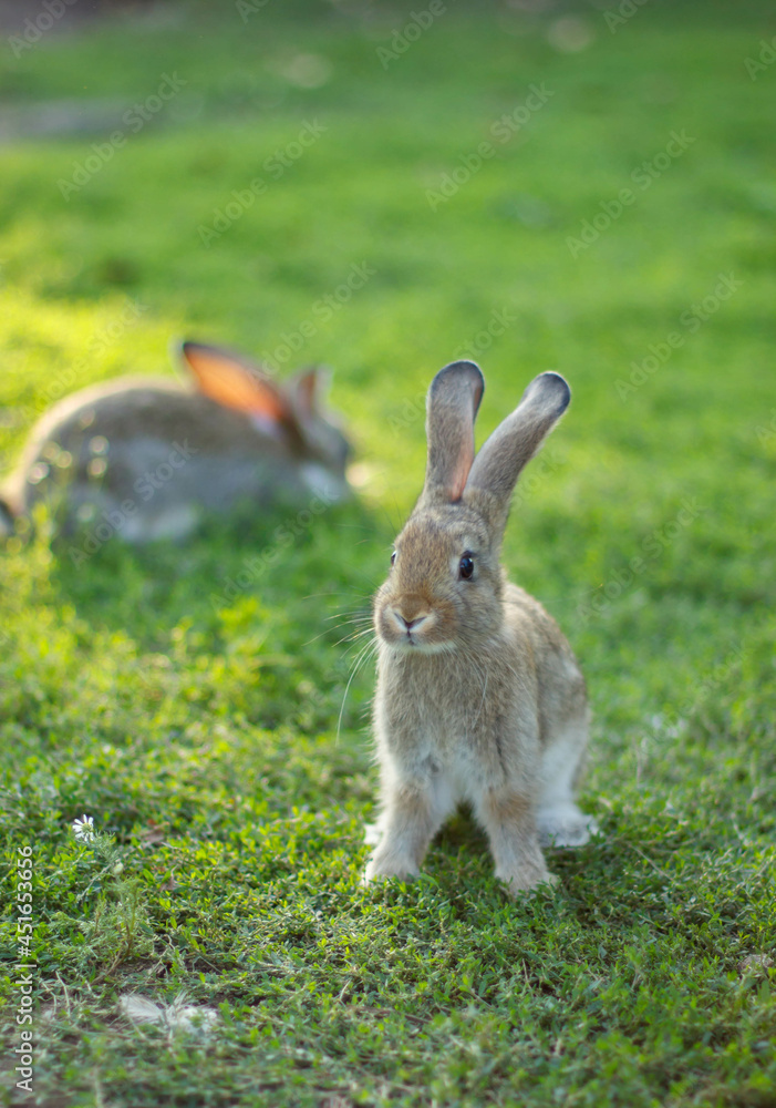 Two small domestic rabbits on green grass in summer, in spring Two small domestic rabbits on green grass in summer, in spring