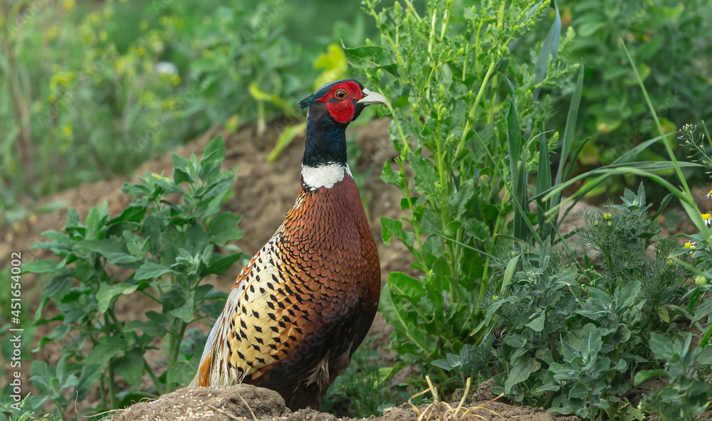 Fototapeta premium Ring necked pheasant, Scientific name:Phasianus colchicus. Adult, male pheasant in colourful breeding plumage facing right in natural farmland habitat. Space for copy. Horizontal.