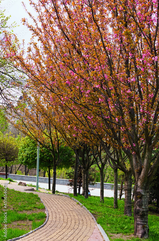Naklejka premium Picturesque cobblestone pathway along amazing blooming sakura trees. Concept of landscape and nature. The alley of cherry trees in park
