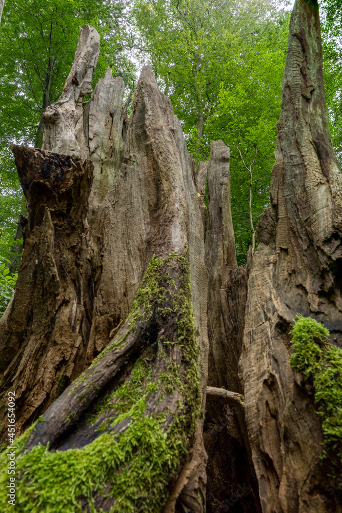 überwucherte und vermoderte Baumstümpfe und Hölzer am Waldboden überwucherte und vermoderte Baumstümpfe und Hölzer am Waldboden