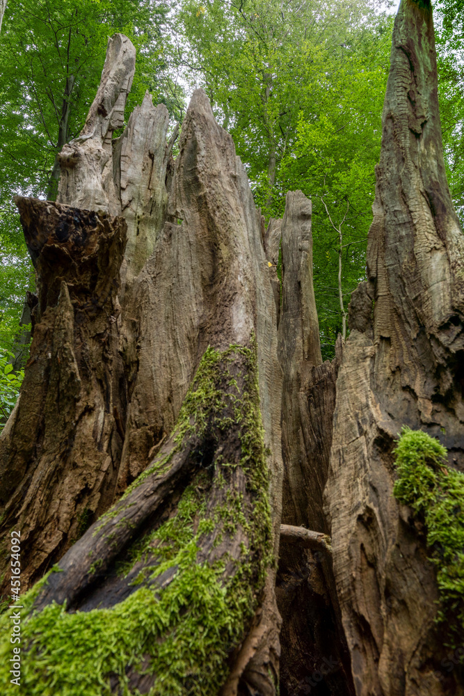 überwucherte und vermoderte Baumstümpfe und Hölzer am Waldboden