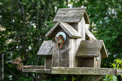 red squirrel lives in bird house. © Jean-Claude Caprara