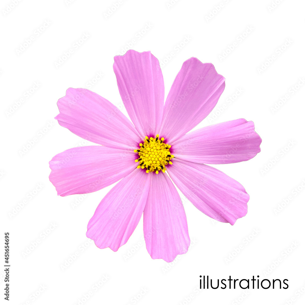 Cosmea is a delicate pink flower isolated on a white background. Top view, vector graphics Cosmea is a delicate pink flower isolated on a white background. Top view, vector graphics