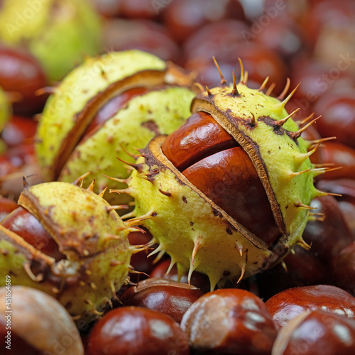 Früchte der Rosskastanie, Aesculus hippocastanum