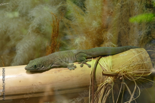 Standing's day gecko (Phelsuma standingi) is an arboreal and diurnal species of lizard in the family Gekkonidae. The species is endemic to southwest Madagascar. photo