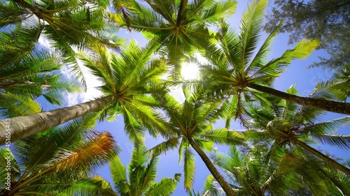 Coconut palm trees bottom view. Green palm tree on blue sky background. View of palm trees against sky. Beach on the tropical island. Palm trees at sunlight. Shot on Gimbal high quality slow movement.