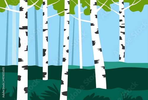 Birch trees in park or valley, nature landscape