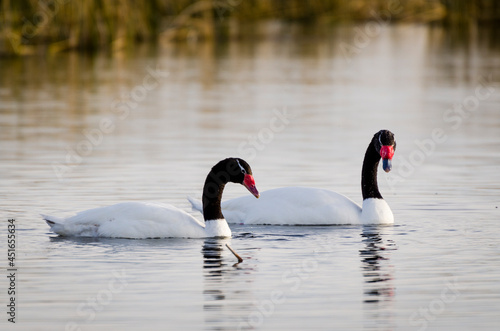 Couple of black necked swans on the lake