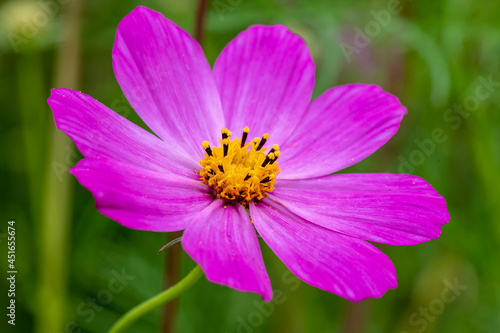 A cosmic flower in a summer garden. Cosmea Bipinnata  Bidens Formosa  In Horizontal Format Close-Up