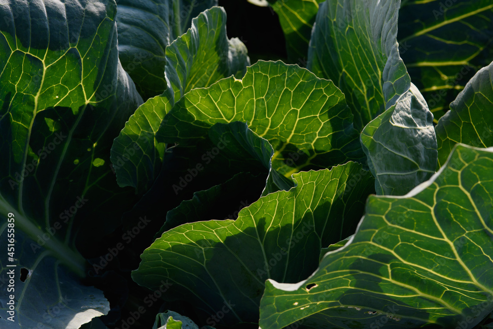 Obraz premium Close up of cabbage leaves