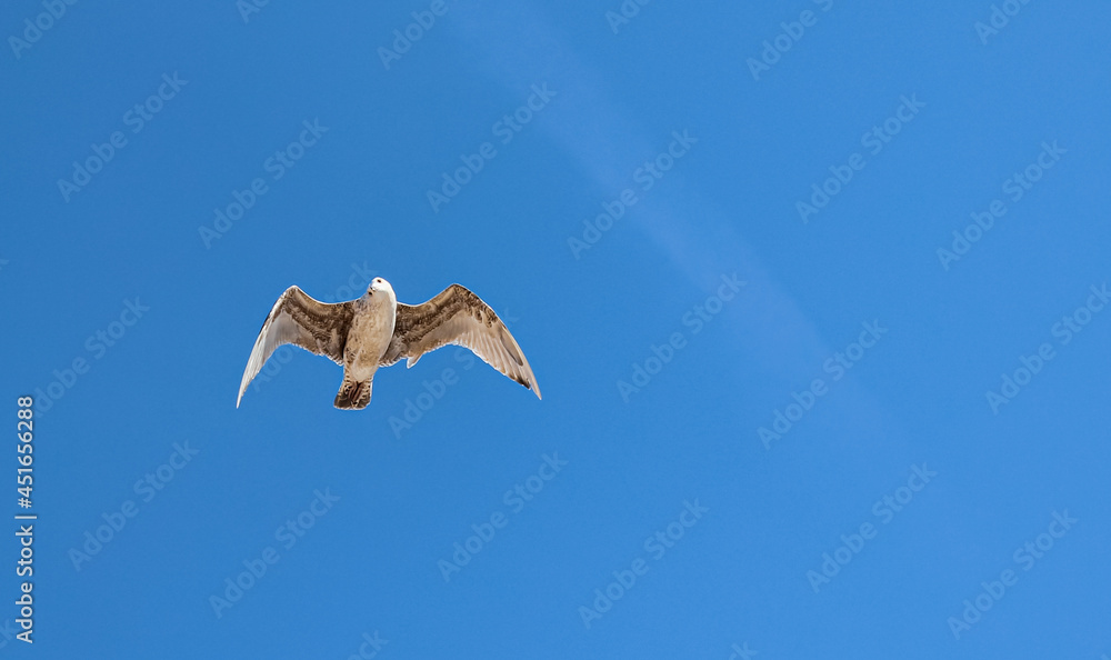 Fototapeta premium Seagull flying in the blue sky