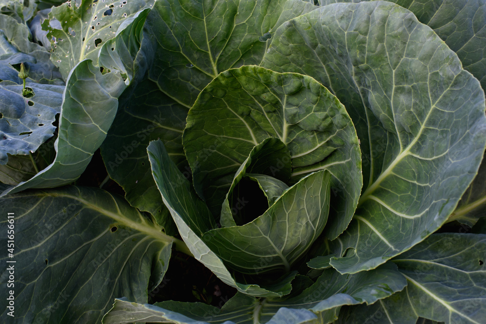 Close up of cabbage head