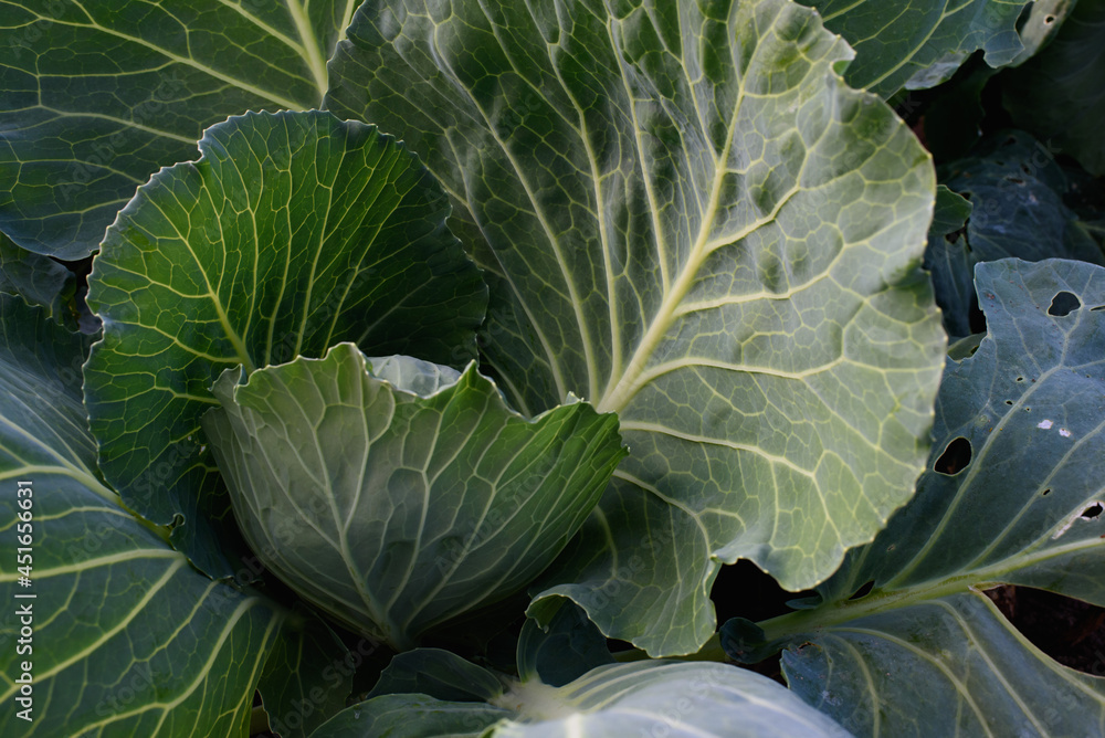 Close up of cabbage head Close up of cabbage head