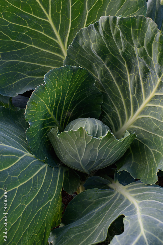 Close up of cabbage head Close up of cabbage head