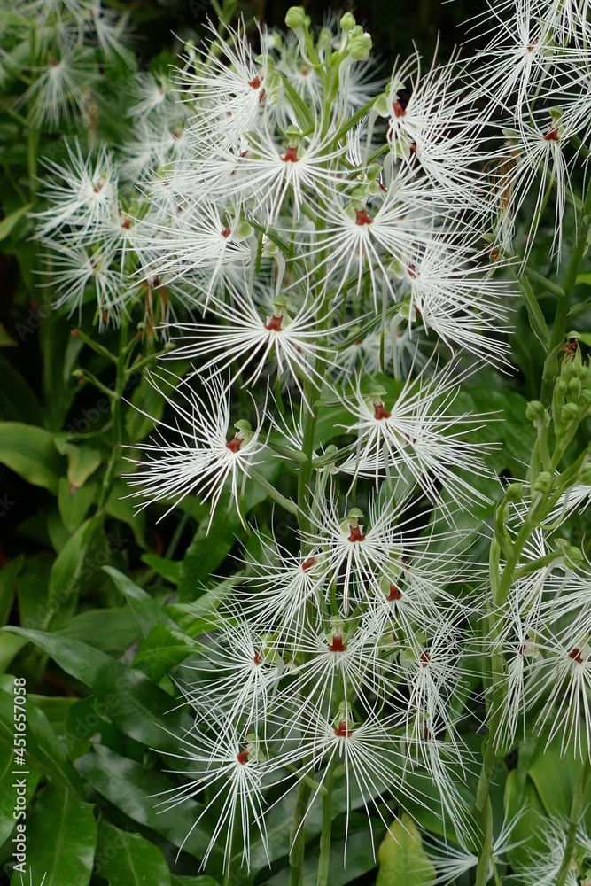 Habenaria medusa flowers and buds endemic to Java, Sumatra and Borneo. Habenaria, commonly called rein orchids or bog orchids, is a widely distributed genus of orchids, orchideae.