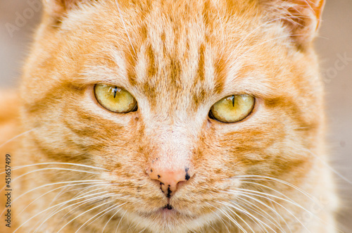 close up of a red cat