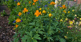 Wild flowers of Colorado higher climates