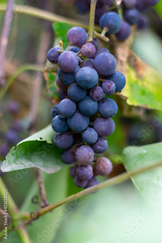 Ripe juicy violet red grapes is hanging on branch with leaves on autumn season. Vertical photo