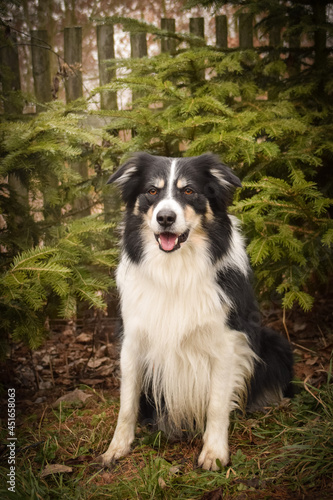 Border collie is sitting in the bush. Autumn photoshooting in park. © doda