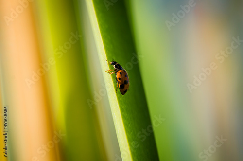 close up of a ladybug on green leaf